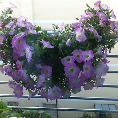 公寓 Rodeo Drive 维亚雷焦