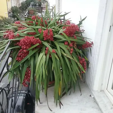 Rodeo Drive * 维亚雷焦